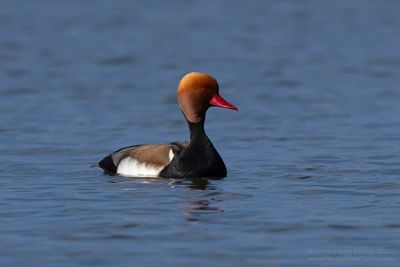 Krooneend / Red-crested Pochard