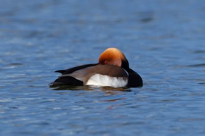 Krooneend / Red-crested Pochard