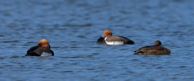 Krooneend / Red-crested Pochard