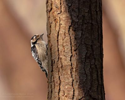Kleine Bonte Specht / Little Spotted Woodpecker