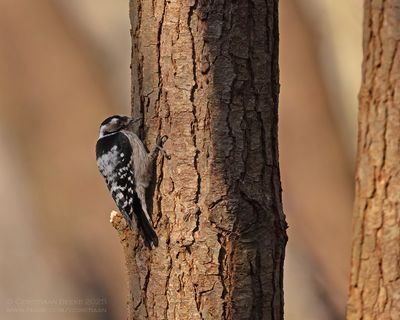 Kleine Bonte Specht / Little Spotted Woodpecker