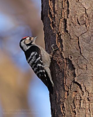 Kleine Bonte Specht / Little Spotted Woodpecker