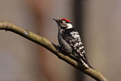 Kleine Bonte Specht / Little Spotted Woodpecker