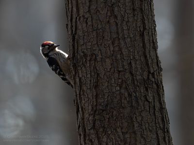 Kleine Bonte Specht / Little Spotted Woodpecker
