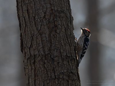 Kleine Bonte Specht / Little Spotted Woodpecker