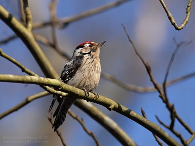 Kleine Bonte Specht / Little Spotted Woodpecker