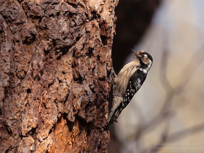 Kleine Bonte Specht / Little Spotted Woodpecker