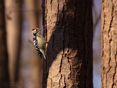 Kleine Bonte Specht / Little Spotted Woodpecker