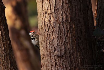 Kleine Bonte Specht / Little Spotted Woodpecker