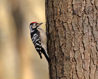 Kleine Bonte Specht / Little Spotted Woodpecker