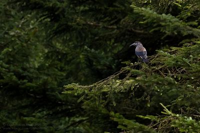 Notenkraker / Spotted Nutcracker