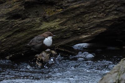 Roodbuikwaterspreeuw / White-throated Dipper