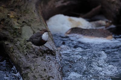 Roodbuikwaterspreeuw / White-throated Dipper