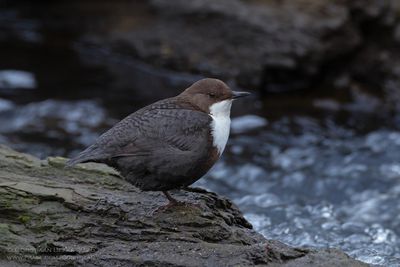 Roodbuikwaterspreeuw / White-throated Dipper