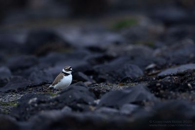 Kleine Plevier / Little Ringed Plover