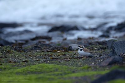 Kleine Plevier / Little Ringed Plover