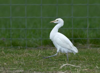 Koereiger / Cattle Egret