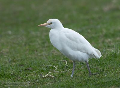 Koereiger / Cattle Egret