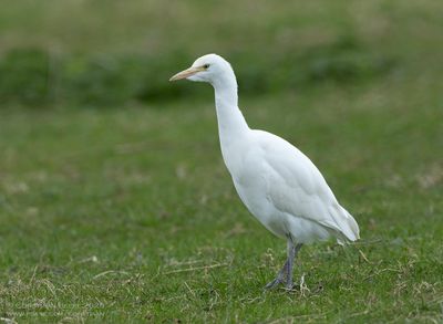 Koereiger / Cattle Egret