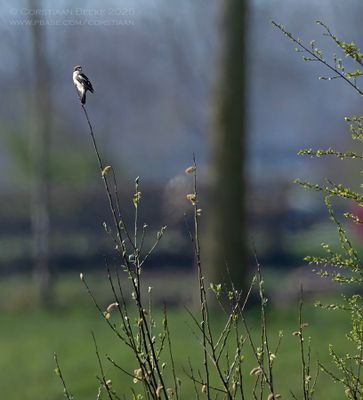 Roodkopklauwier / Woodchat Shrike