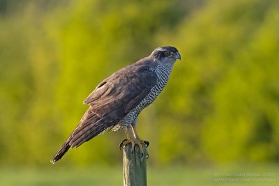 Havik / Northern Goshawk