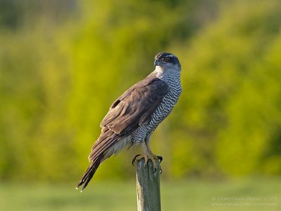 Havik / Northern Goshawk