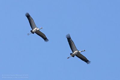 Kraanvogels / Common Cranes
