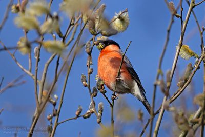 Goudvink / Bullfinch