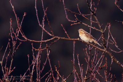 Draaihals / Wryneck