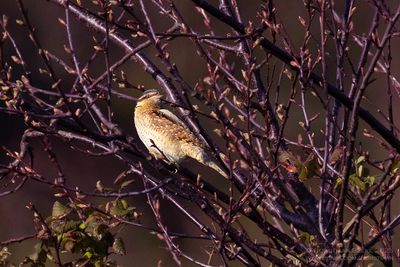 Draaihals / Wryneck