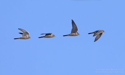 Smelleken / Merlin