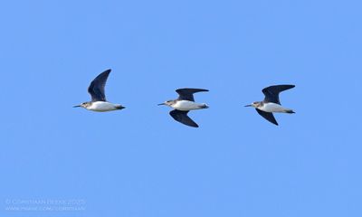 Witgat / Green Sandpiper