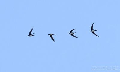 Alpengierzwaluw / Alpine Swift