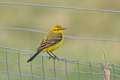 Engelse Kwikstaart / Yellow Wagtail