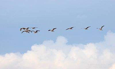 Purperreigers / Purple Herons