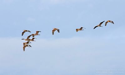 Purperreigers / Purple Herons