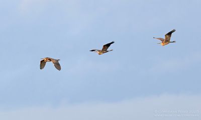Purperreigers / Purple Herons