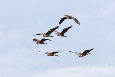 Purperreigers / Purple Herons