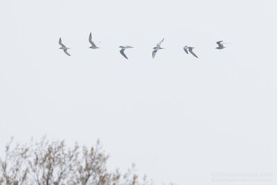 Lachstern / Gull-billed Tern