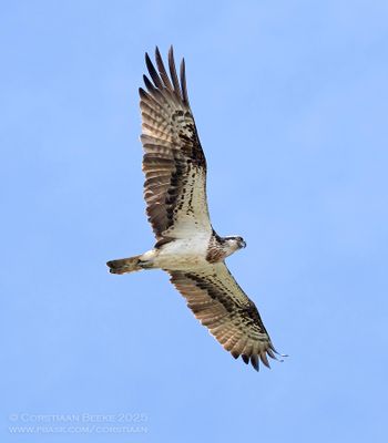 Visarend / Osprey