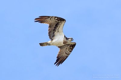 Visarend / Osprey