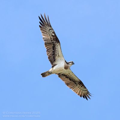 Visarend / Osprey