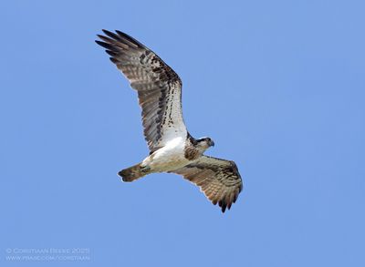 Visarend / Osprey