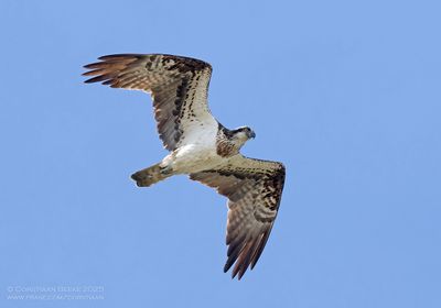 Visarend / Osprey