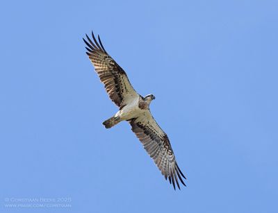 Visarend / Osprey