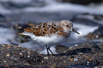 Drieteenstrandloper / Sanderling