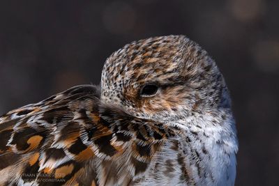 Drieteenstrandloper / Sanderling