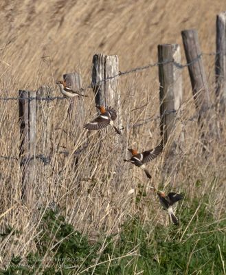 Roodkopklauwier / Woodchat Shrike