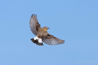 Tapuit / Wheatear