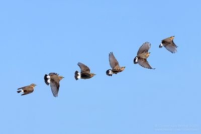 Tapuit / Wheatear